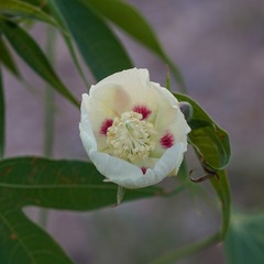 Gossypium thurberi