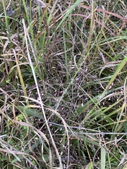 Eragrostis spectabilis