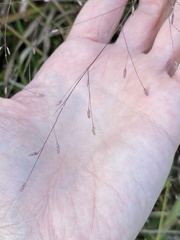 Eragrostis spectabilis