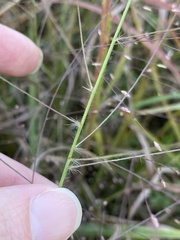Eragrostis spectabilis