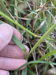 Eragrostis spectabilis