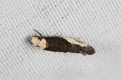 Monopis longella