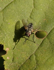 Dexiinae