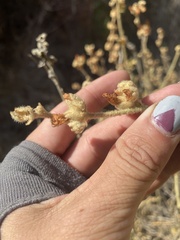Malacothamnus orbiculatus