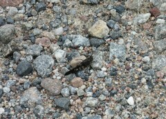 Trimerotropis verruculata