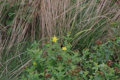 Hypericum mitchellianum