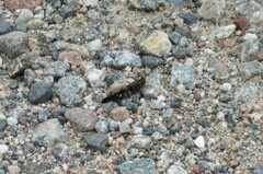 Trimerotropis verruculata