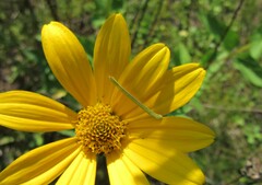 Chlorochlamys chloroleucaria