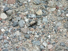 Trimerotropis verruculata