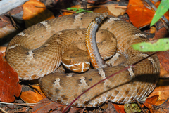 Crotalus willardi willardi