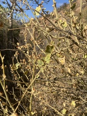 Malacothamnus orbiculatus