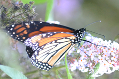 Danaus plexippus
