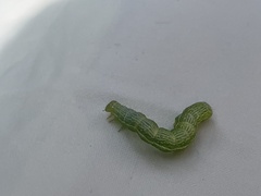 Chrysodeixis eriosoma