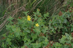 Hypericum mitchellianum