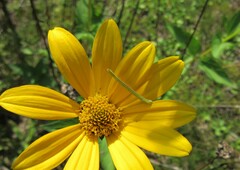 Chlorochlamys chloroleucaria