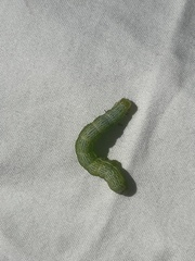 Chrysodeixis eriosoma