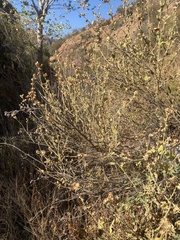 Malacothamnus orbiculatus