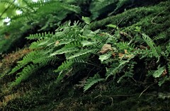 Polypodium virginianum