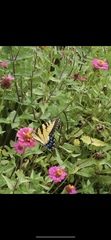 Papilio glaucus