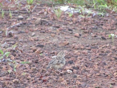 Mirafra affinis