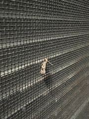 Amydria effrenatella