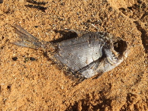 Pempheris compressa