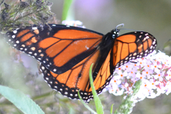Danaus plexippus