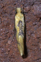 Hybroma servulella