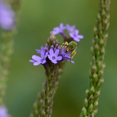 Agapostemon splendens