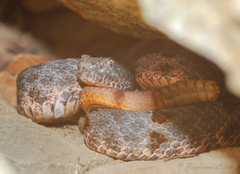 Crotalus lepidus klauberi