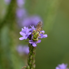 Agapostemon splendens