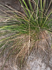 Isolepis cernua
