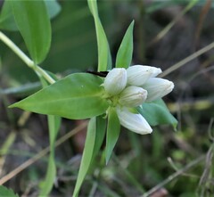 Gentiana andrewsii