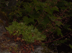 Heuchera micrantha diversifolia