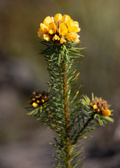 Pultenaea stipularis