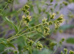 Koanophyllon palmeri