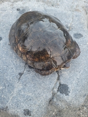 Actinemys marmorata marmorata