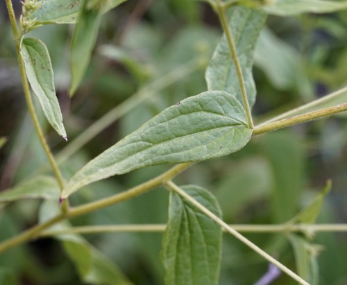 Image of Koanophyllon palmeri by (c) Andrew Tree, some rights reserved (CC BY)