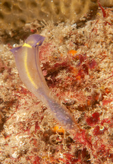 Clavelina meridionalis