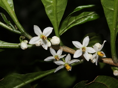 Solanum roblense