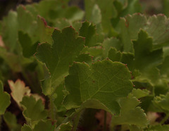 Heuchera micrantha diversifolia