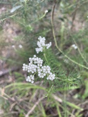 Ozothamnus diosmifolius
