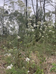Ozothamnus diosmifolius