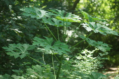 Cnidoscolus aconitifolius