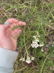 Ozothamnus diosmifolius