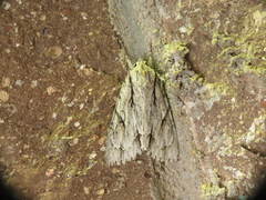 Acronicta thoracica