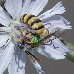 Agapostemon melliventris