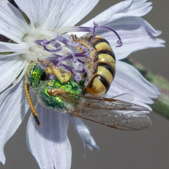 Agapostemon melliventris