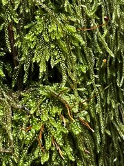 Hypnum circinale