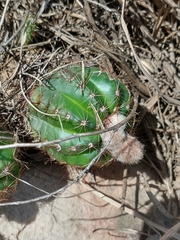 Parodia ottonis